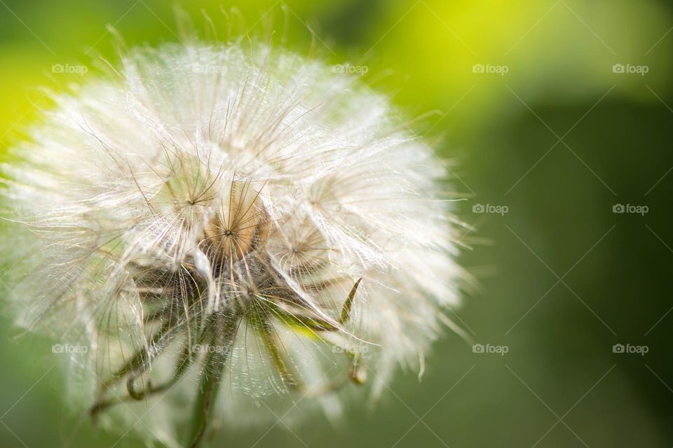 Dandelion