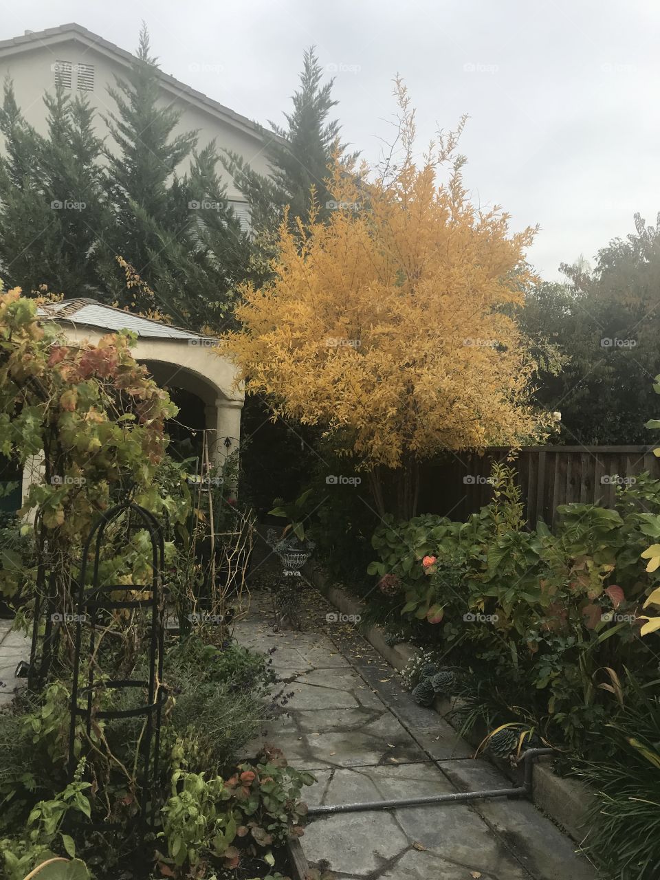 Fall trees in California 