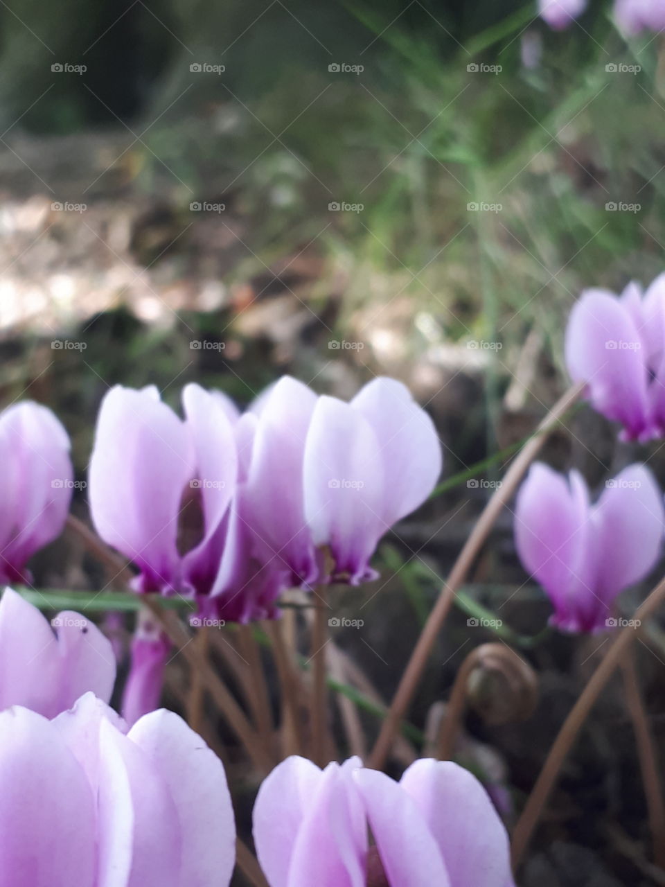 Pink Cyclamen Flower