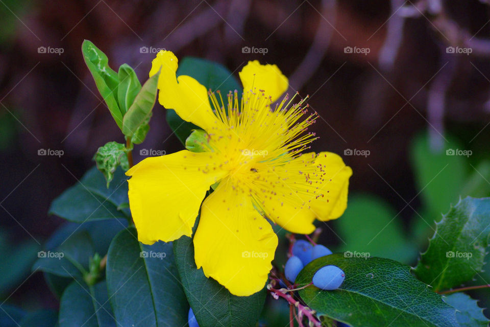 yellow flower macro photo by jessyblue