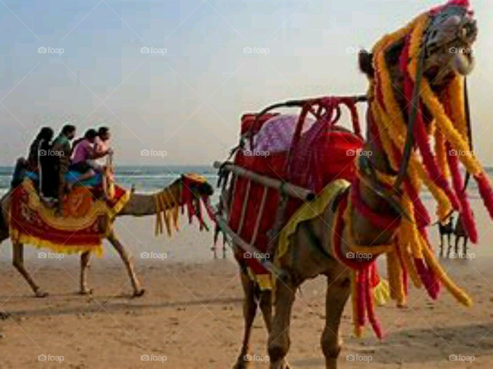 At Rajasthan in india # camel