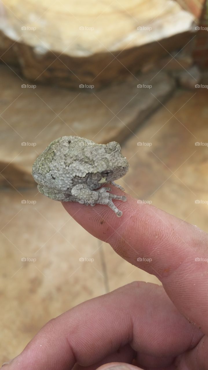 cute tree frog