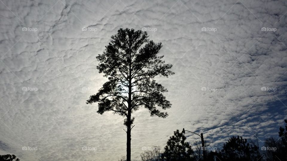 Pine in the Sky