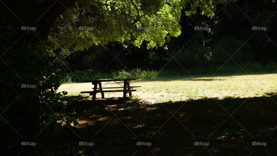 Picnic bench under a tree