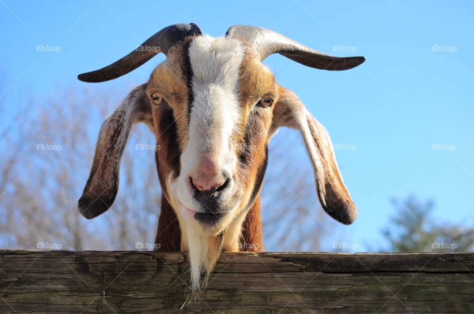 Funny goat