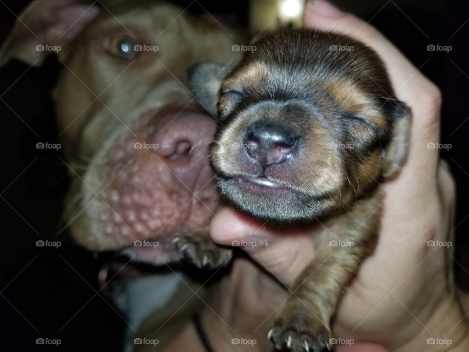 Adult Pitbull Dog Curiously Sniffing Puppy Chiweenie