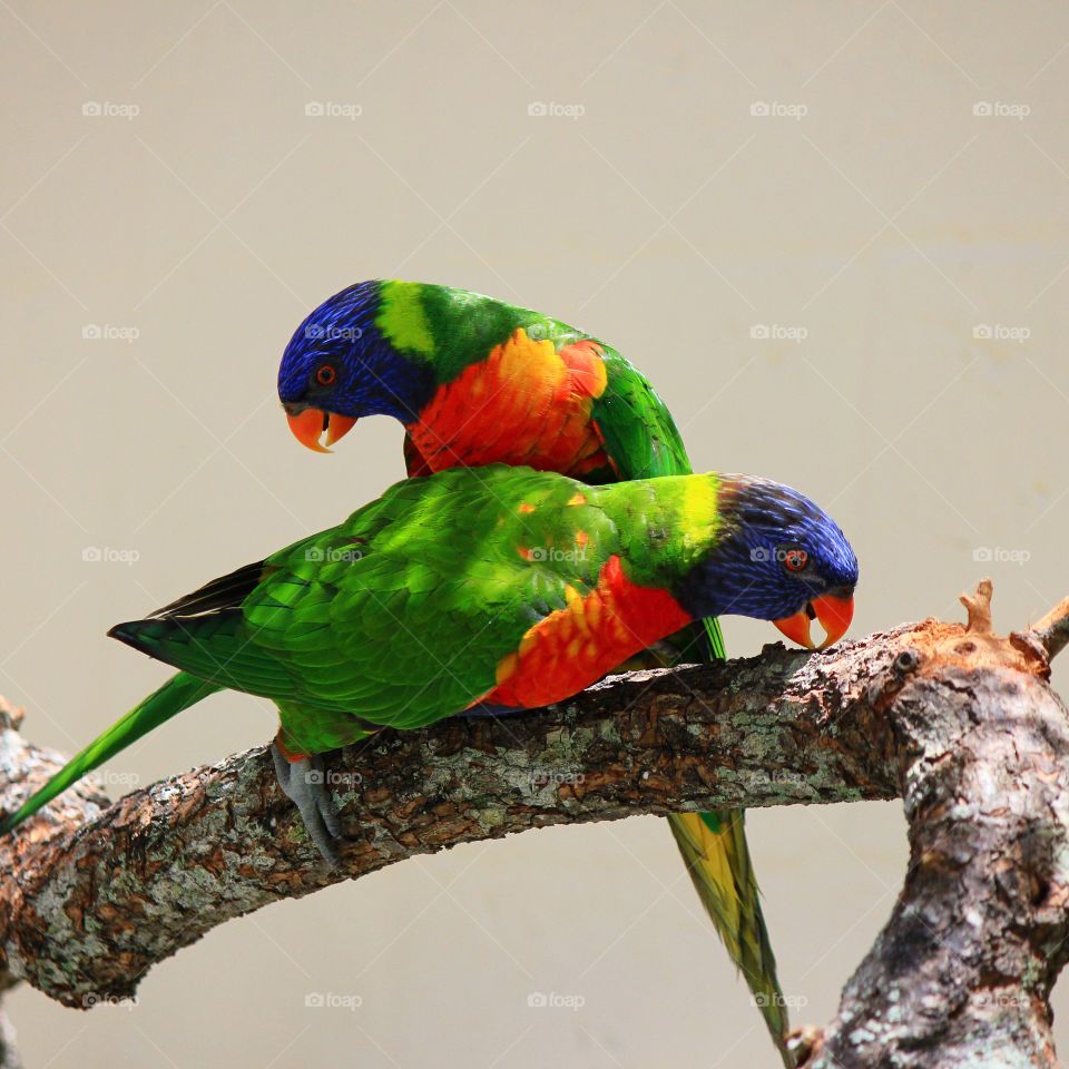 Parakeets perching on branch