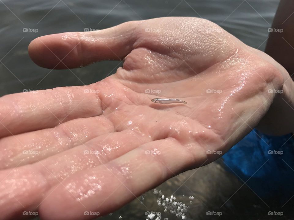 Little sea fish in a hand
