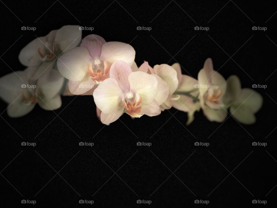 Stunning, Peaceful and.Beautiful Orchid. Perfect for Canvas and Metal Art,. Conveys Yoga, Health, Serenity, Love, Peace and Simplicity!