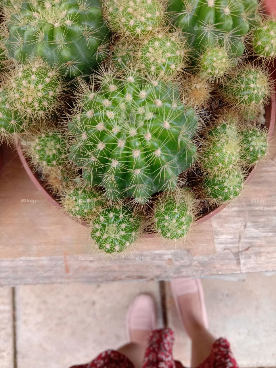 Enjoy the cactus on the weekend