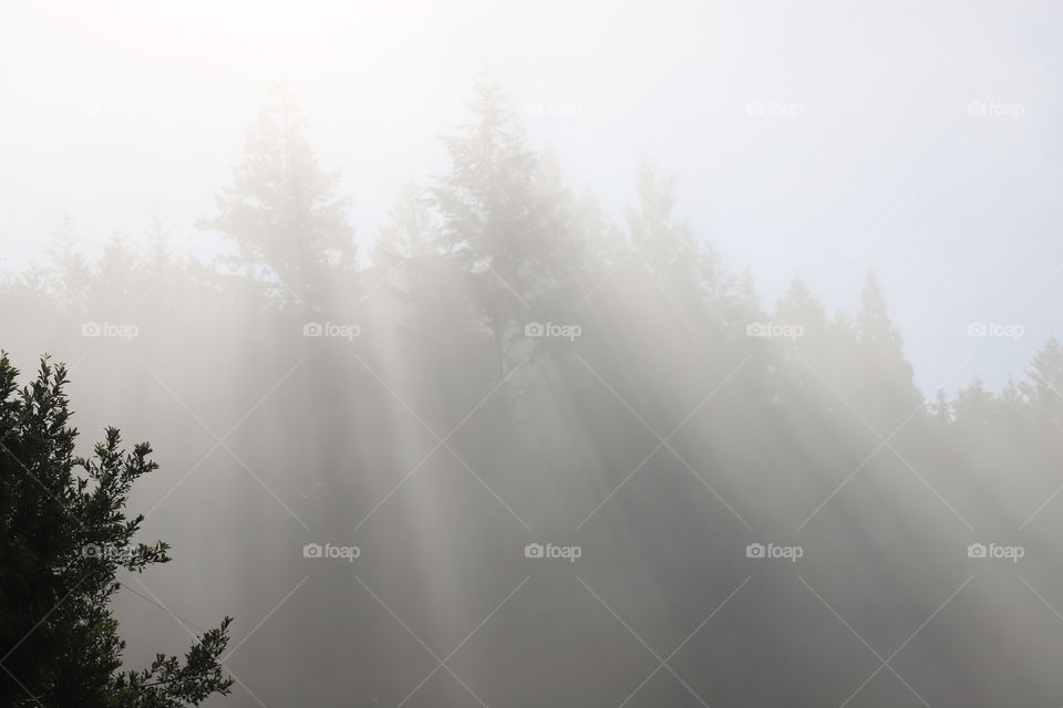 Foggy weather and sun rays coming through the Woodson top of the hill