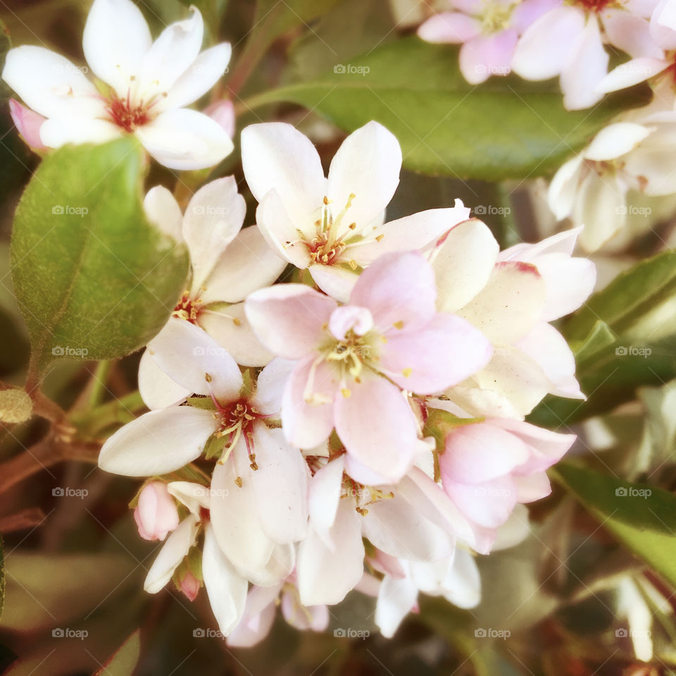 Small white flowers