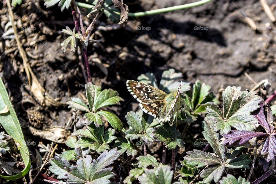 Butterfly on a September afternoon