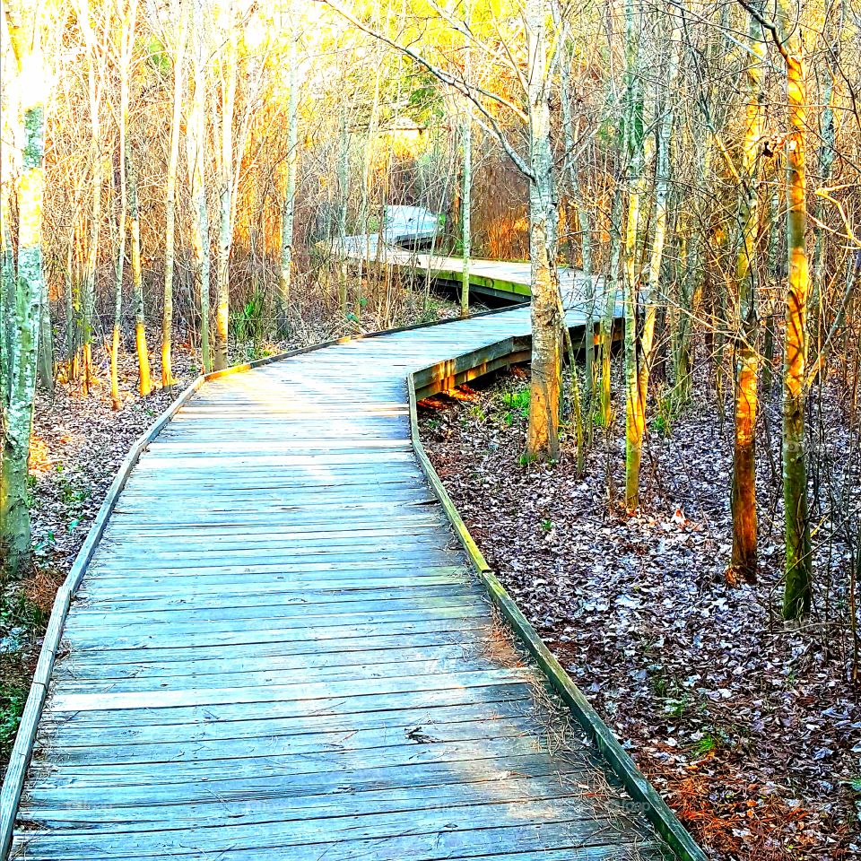 No snakes, no gators, no problems
Walking trails are taking you through Phinisy Swamp Georgia  , keeping you safe and on track
