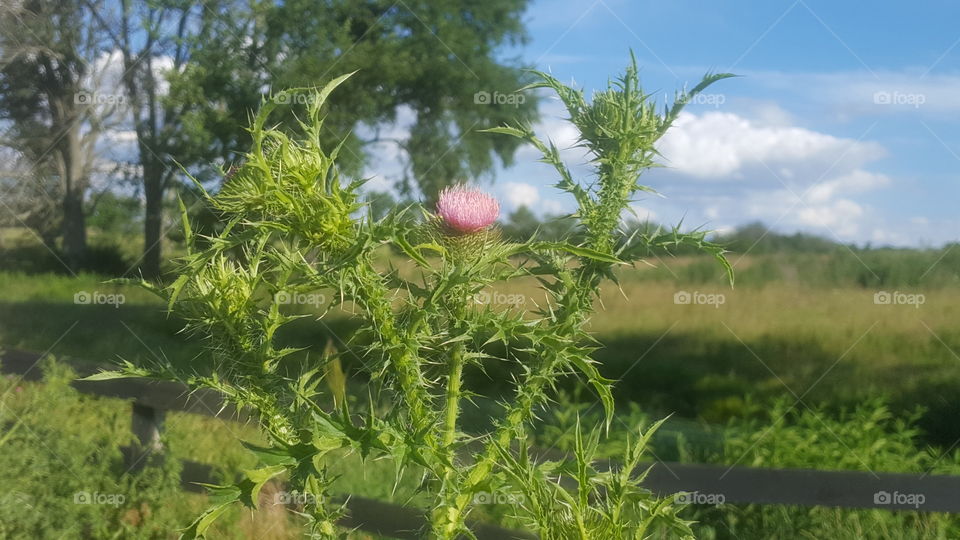 green thistle