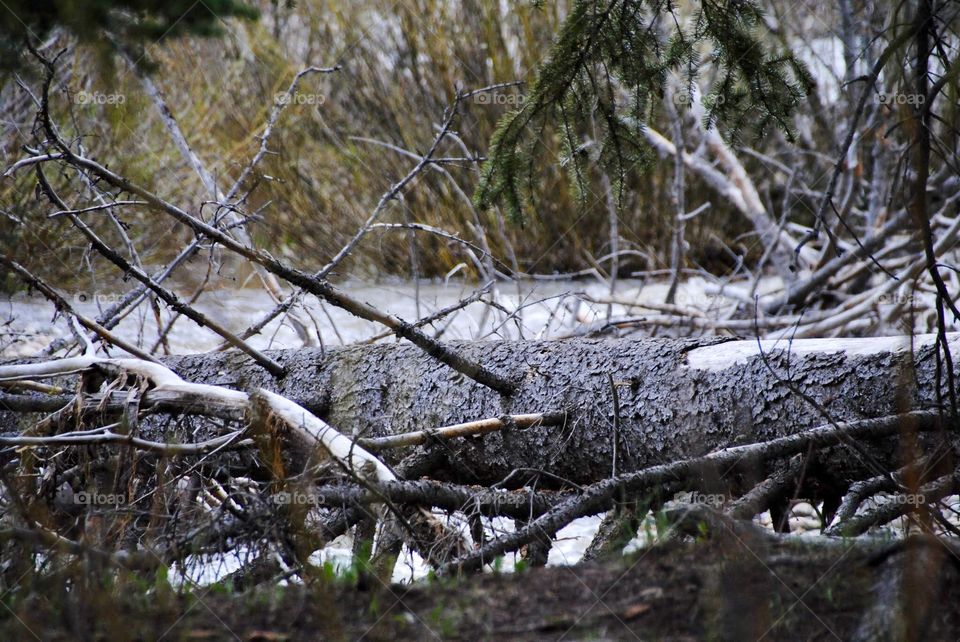 Downed Tree Along Swollen River