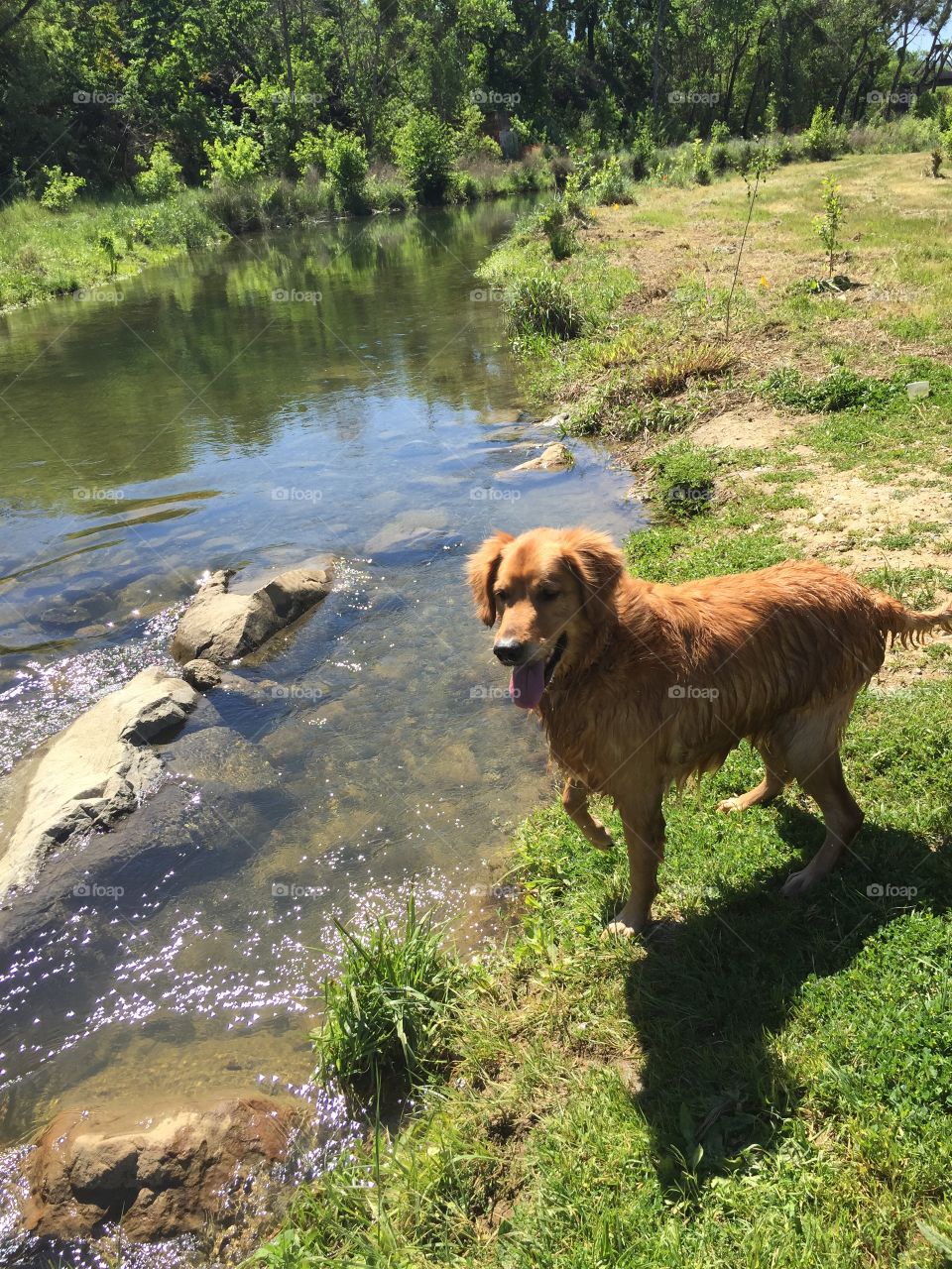Dog by the creek