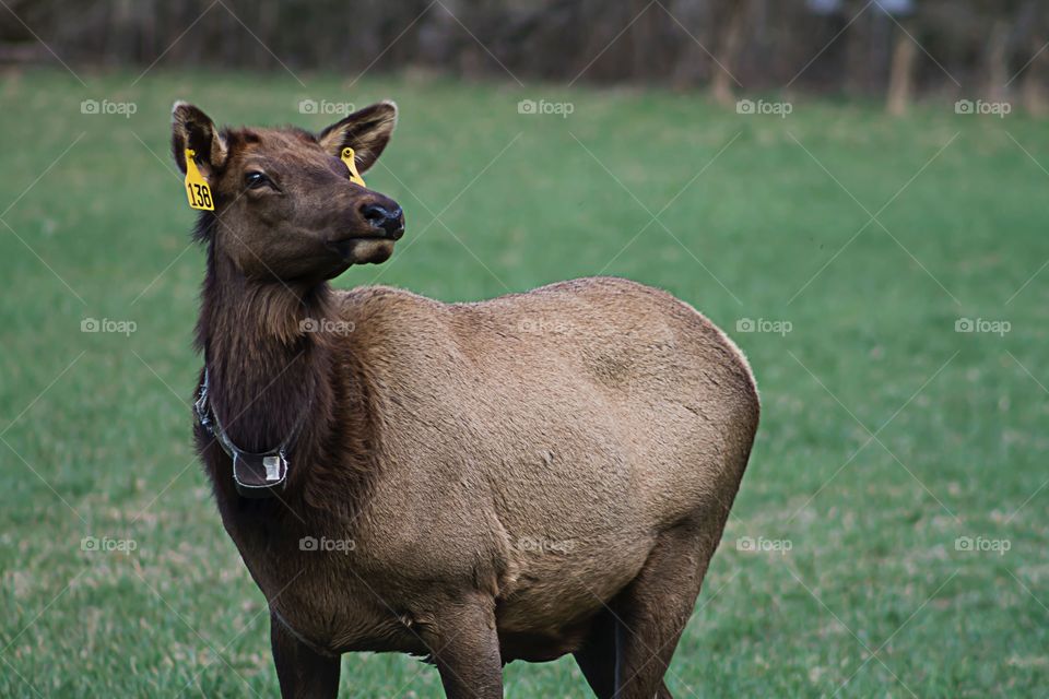 Focused Elk