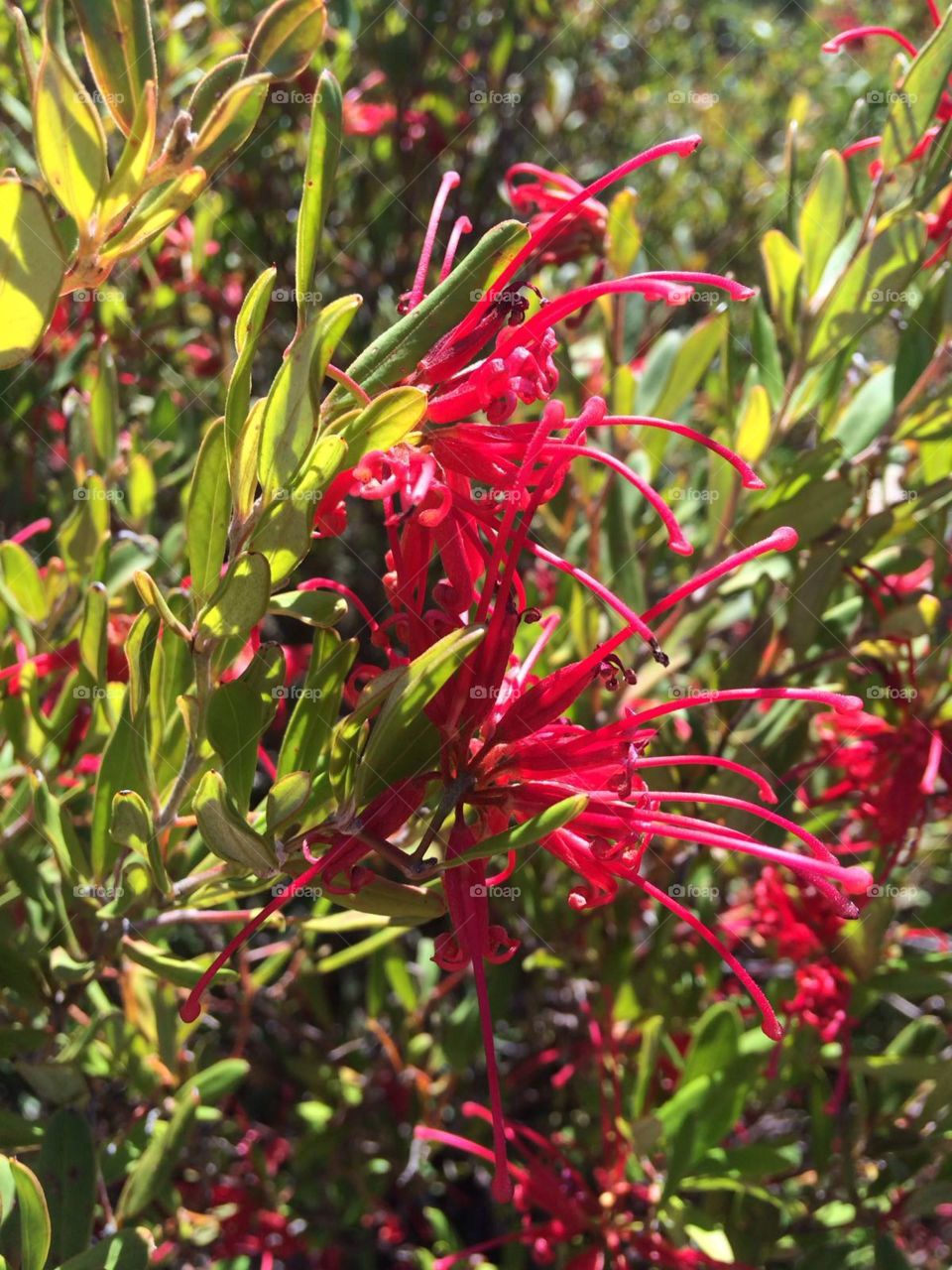 Grevillea