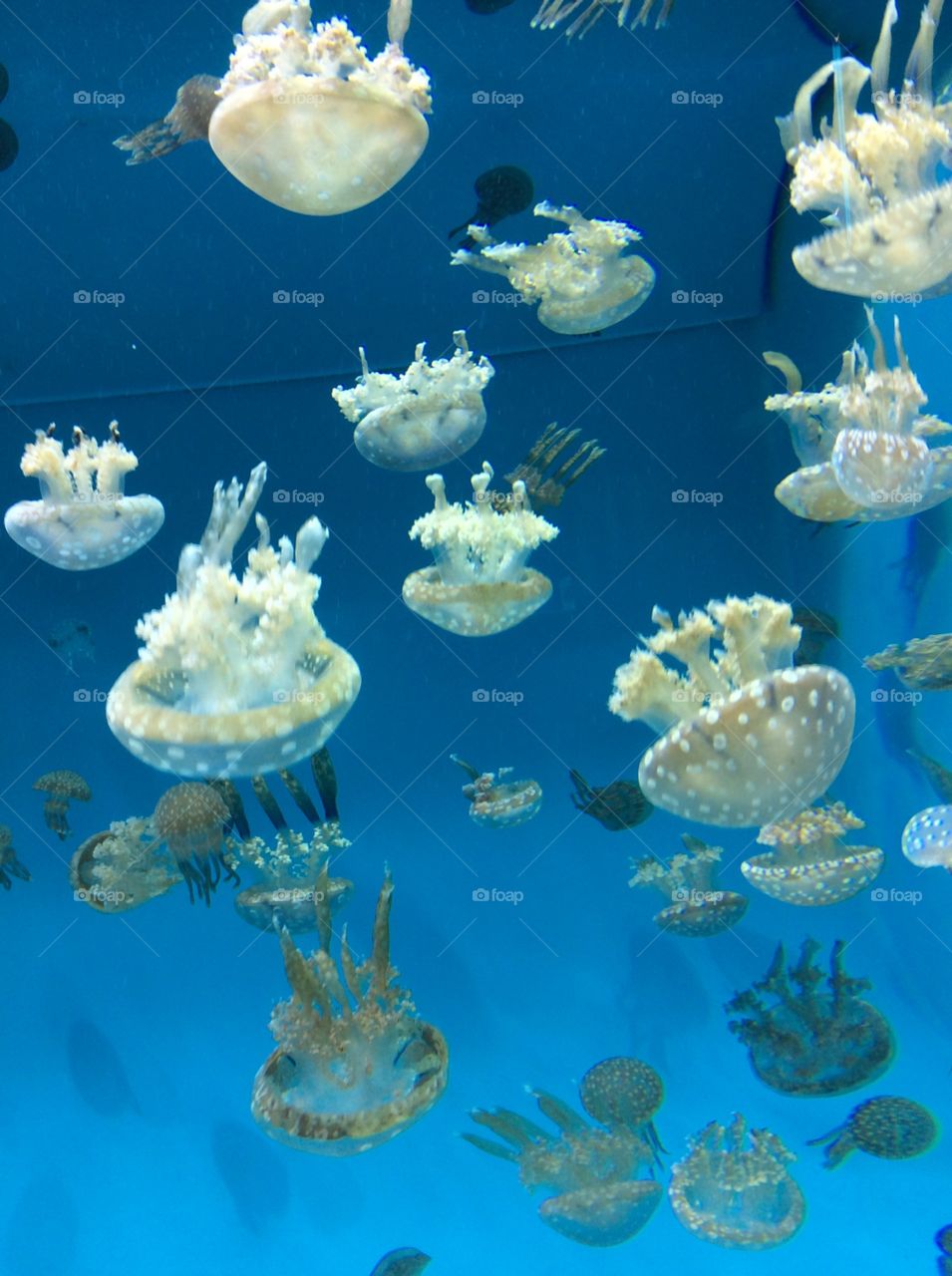 Jellyfish 4. At aquarium of the pacific