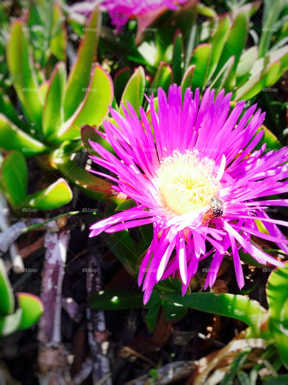 Macro shot, blooming flower, photography 