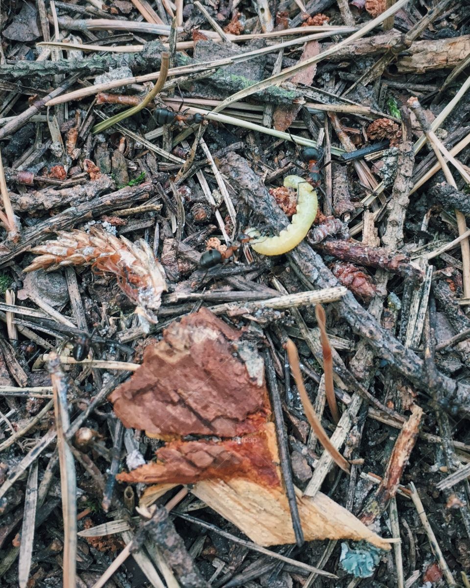 Wood, Nature, Food, Environment, Leaf