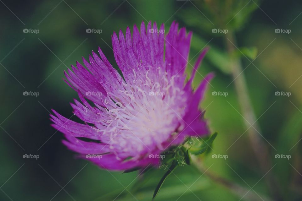 A single purple flower