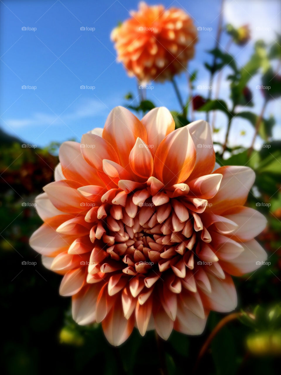 Dahlia 