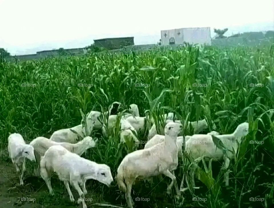 A very beautiful picture, and there is no better picture than it. There is no better picture of green herbs and colorful, red and white roses than it. Glory be to God, the natural and picturesque view, and there is no more