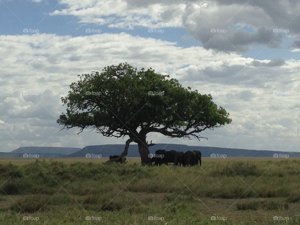 Elephants under an acacia tree