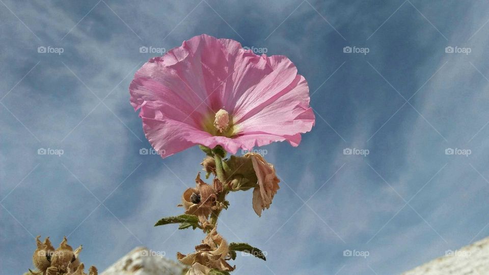 Beautiful and magic pink flower embraced foggy and blue sky.