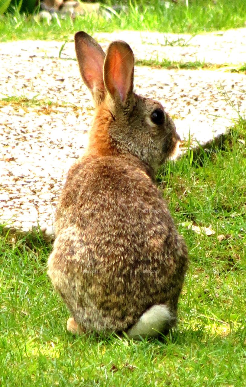 cute rabbit