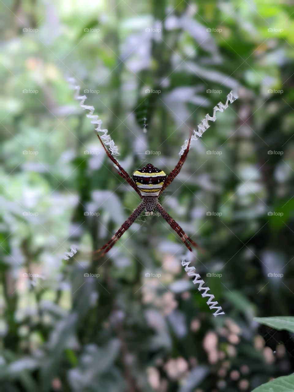 Spider🕷️🕸️