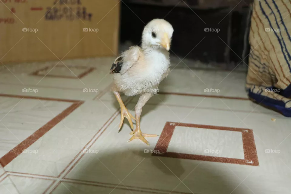 baby 🐣🐤🐤🐤chicken