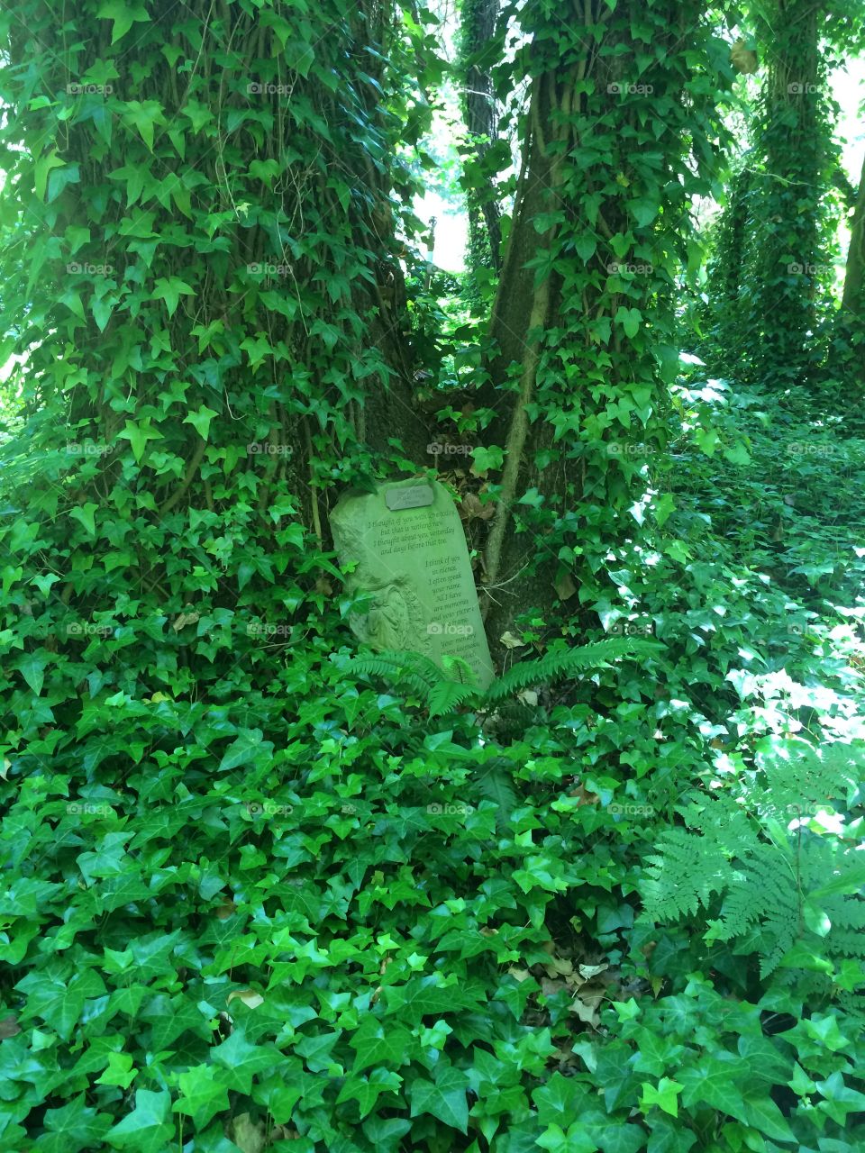 Drowning in Ivy. A memorial stone slowly being taken over by ivy