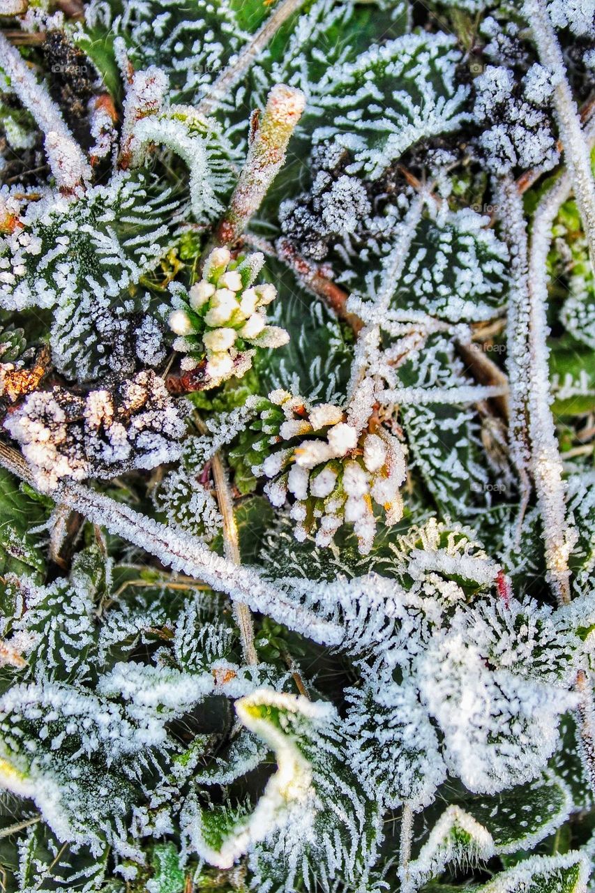 Macro close-up of various frost dusted, multi coloured plants, dried leaves and stems