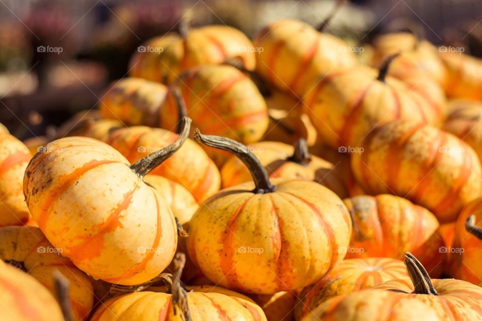 Pumpkin picking at the local farmers market for autumn fall 