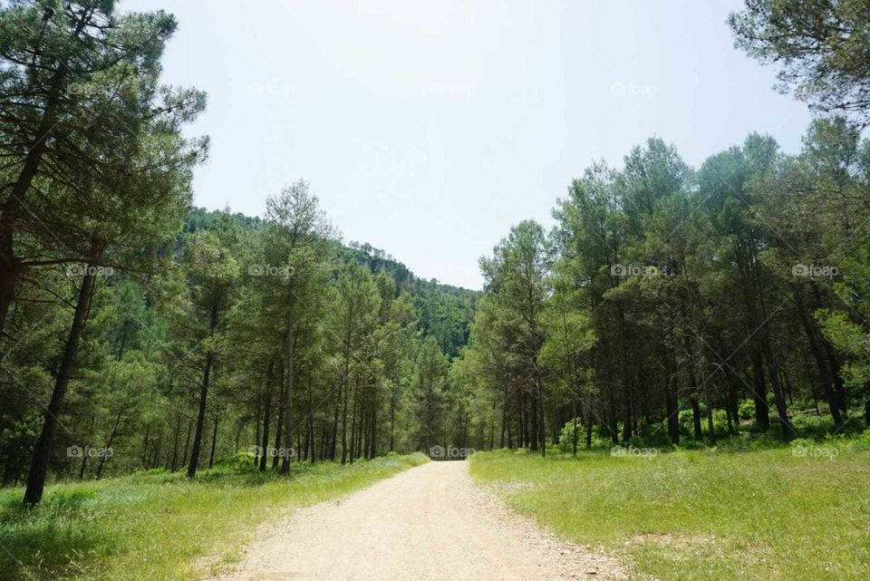 Forest#nature#trees#way#vegetation#greengrass