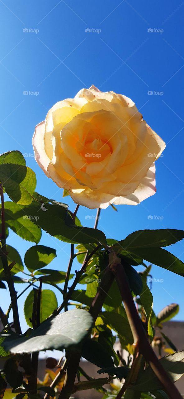 yellow Rose flower, fresh flower, spring season flower bloom flower 🌼 🌸