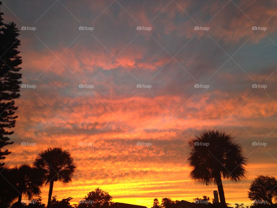 Palms sunset 