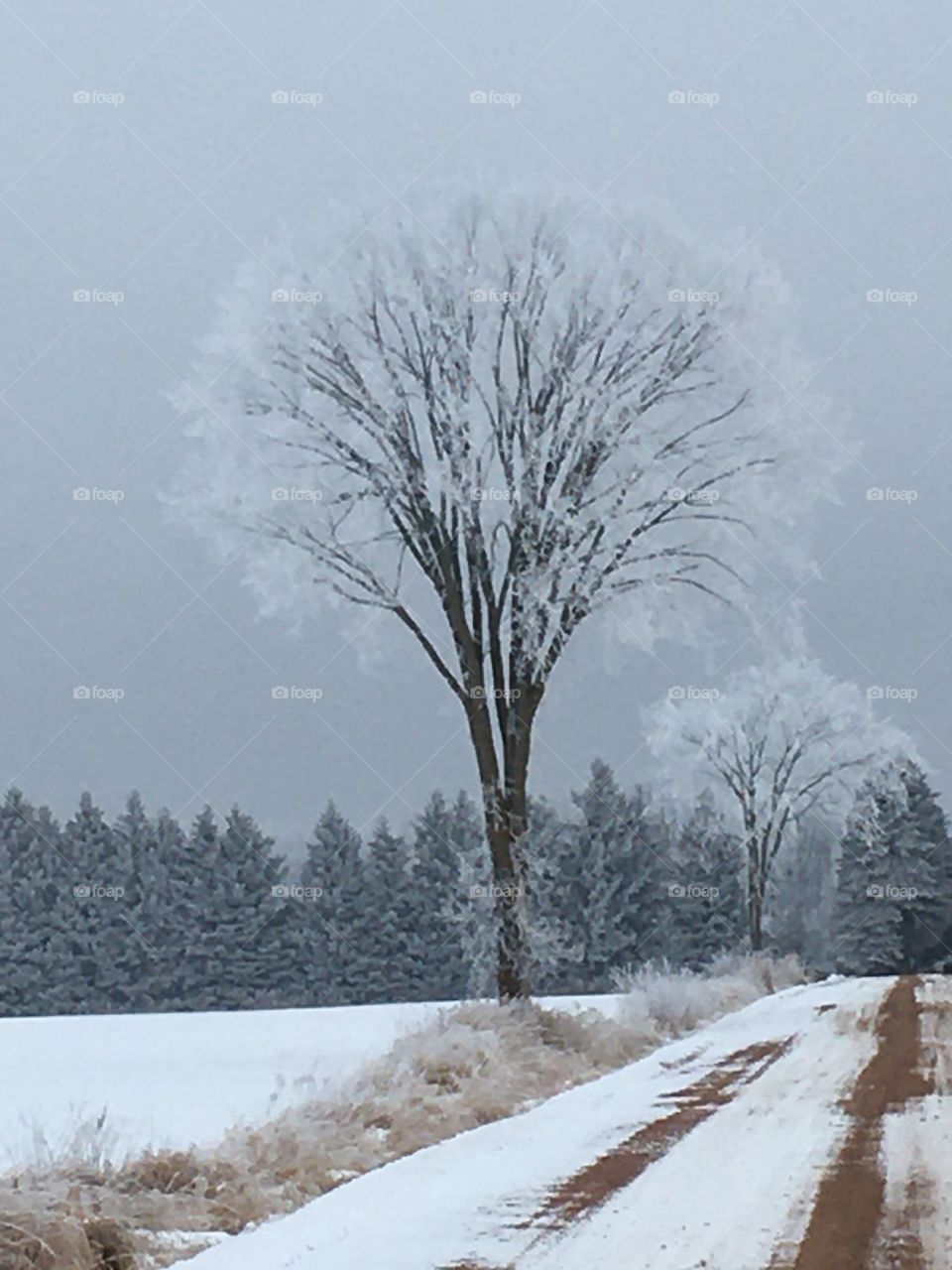 Frosty Trees 