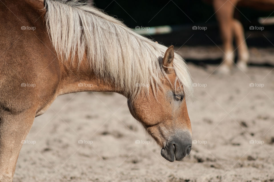 Side view of horse