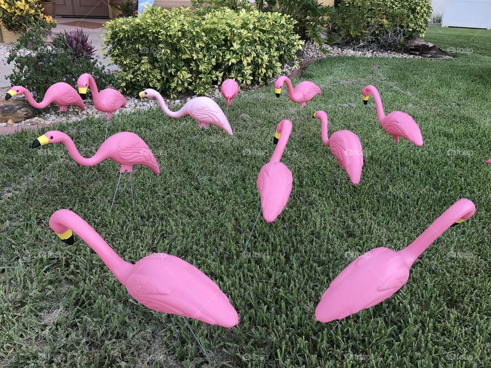 We got "flocked"!