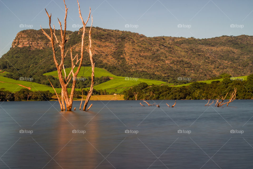 dead and dried tree in watet