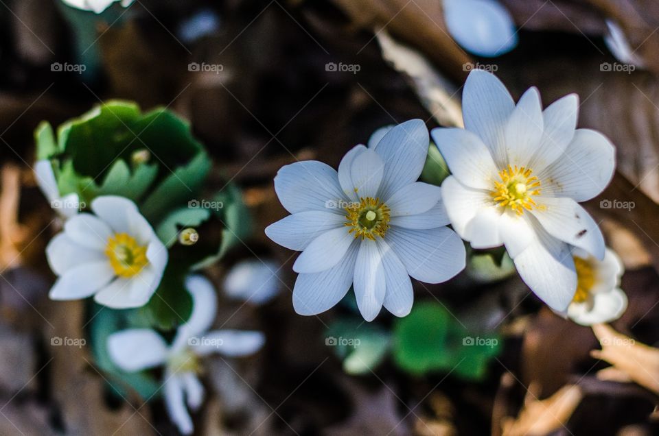 Flowers blooming at outdoors