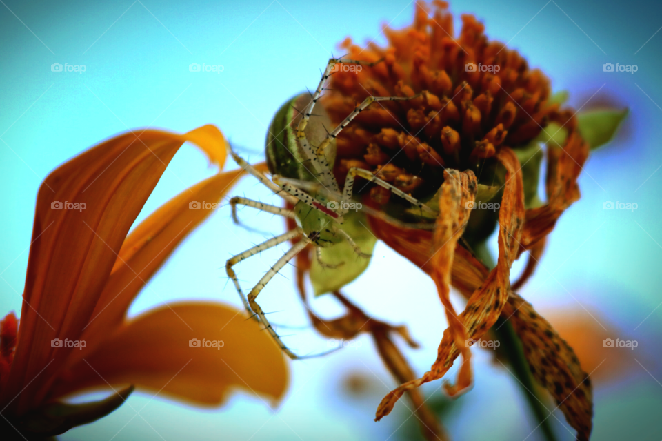 Tree marigold. Tree marigold, Mexican tournesol, Japanese sunflower, a little bee