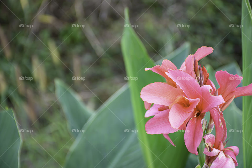 Pink Strelitzia reginae Ait Background green leaves in garden.