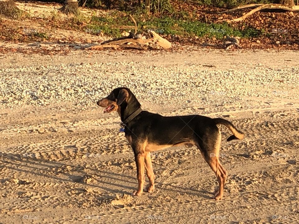 Costa Rican beach dog