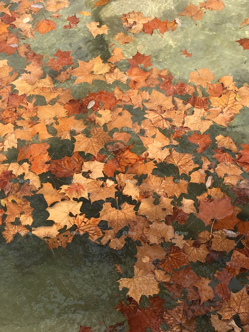Fall Leaves in Water