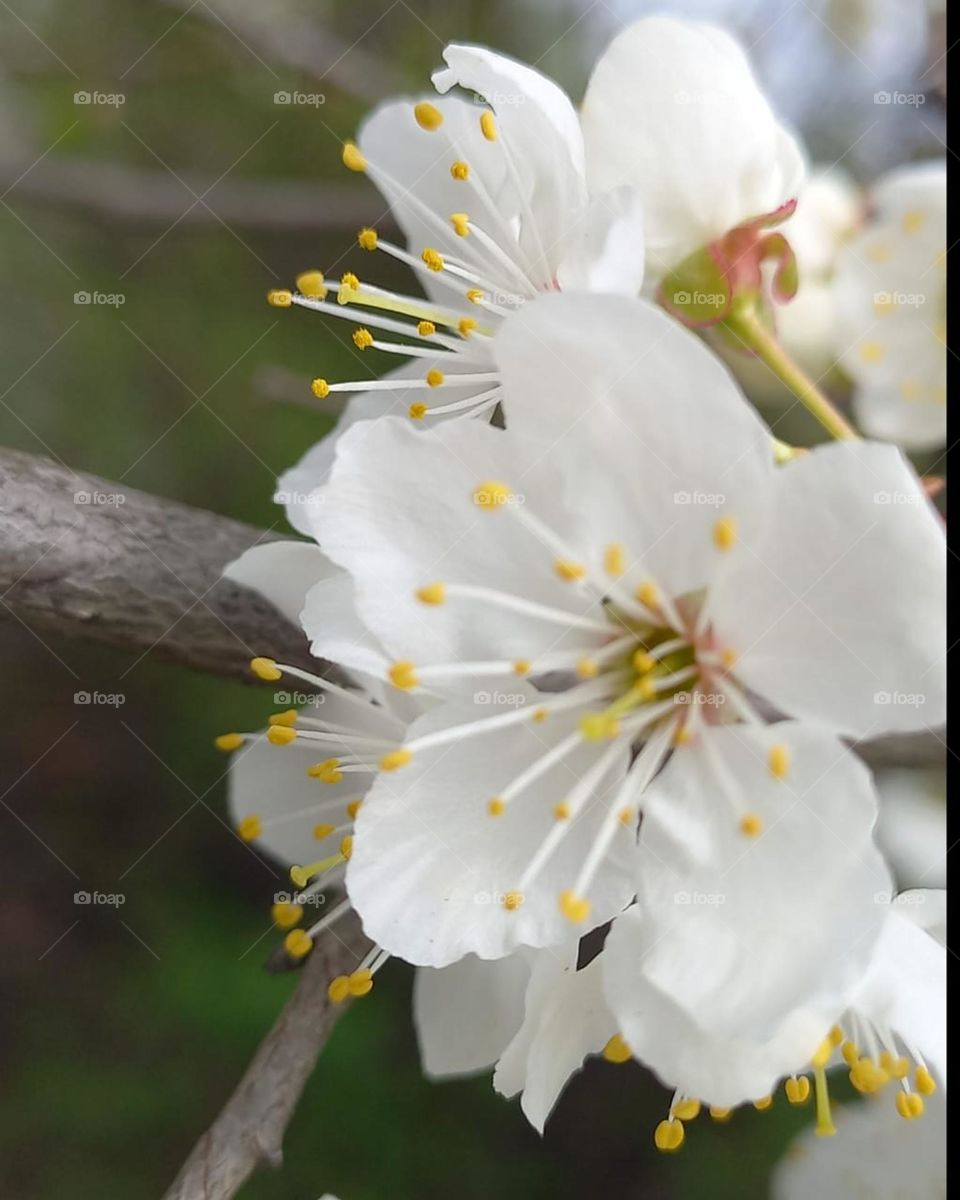 flowering tree in the garden